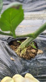 팜모닝 토마토·영농일지 게시글 이미지