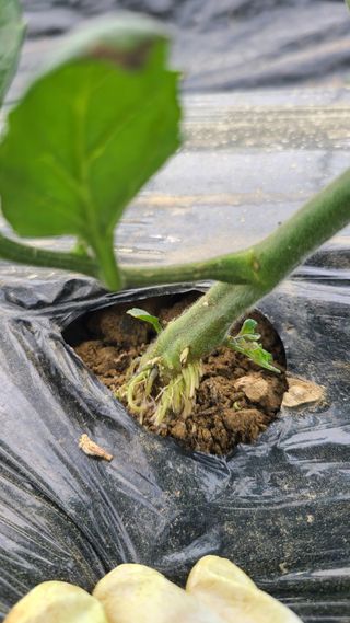 김지연님의 토마토 · 영농일지 작성글 사진