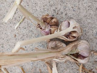 최남옥님의 기타작물 · 영농일지 작성글 사진