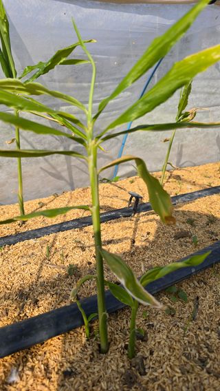 하재은님의 기타작물 · 영농일지 작성글 사진