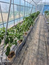 팜모닝 고추·영농일지 게시글 이미지