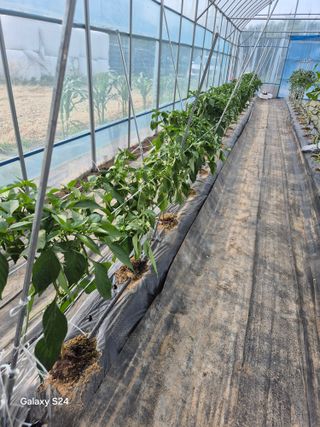 한양희님의 고추 · 영농일지 작성글 사진