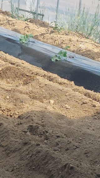 코코@쿠크@메기님의 기타작물 · 영농일지 작성글 사진