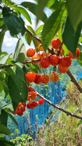 팜모닝 기타작물·영농일지 게시글 이미지