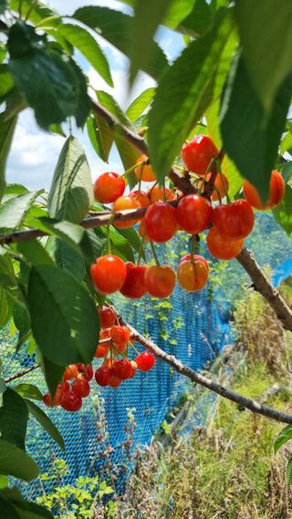 들깨7908님의 기타작물 · 영농일지 작성글 사진