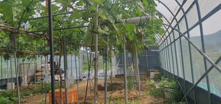 박상중님의 참깨 · 영농일지 작성글 사진