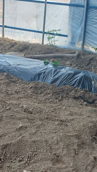 코코@쿠크@메기님의 기타작물 · 영농일지 작성글 사진