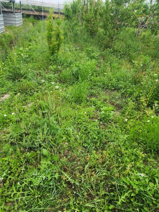 박병한님의 기타작물 · 영농일지 작성글 사진