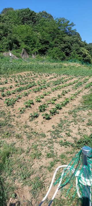 고병길님의 콩 · 영농일지 작성글 사진