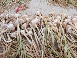 최남옥님의 기타작물 · 영농일지 작성글 사진