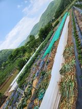 팜모닝 기타작물·영농일지 게시글 이미지