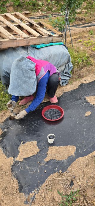 돌복숭아님의 기타작물 · 영농일지 작성글 사진