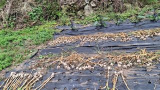 수기님의 마늘 · 영농일지 작성글 사진