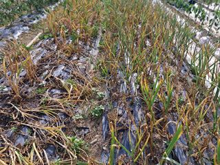 울산연안님의 마늘 · 영농일지 작성글 사진