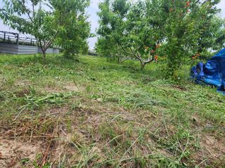 박병한님의 기타작물 · 영농일지 작성글 사진