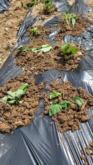 우리님의 고구마 · 영농일지 작성글 사진