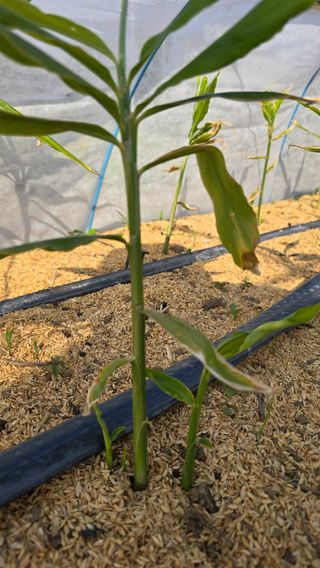 하재은님의 기타작물 · 영농일지 작성글 사진