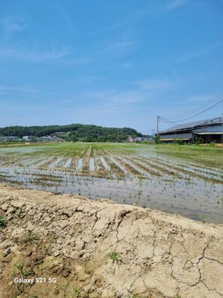 권오정님의 벼 · 영농일지 작성글 사진