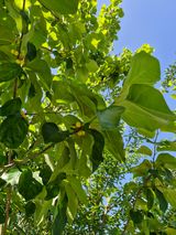 팜모닝 기타작물·영농일지 게시글 이미지