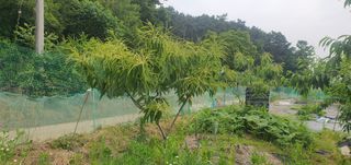 박상중님의 참깨 · 영농일지 작성글 사진