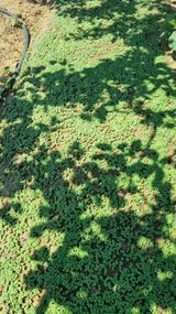 팜모닝 기타작물·영농일지 게시글 이미지