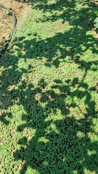 들깨7908님의 기타작물 · 영농일지 작성글 사진