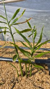 팜모닝 기타작물·영농일지 게시글 이미지