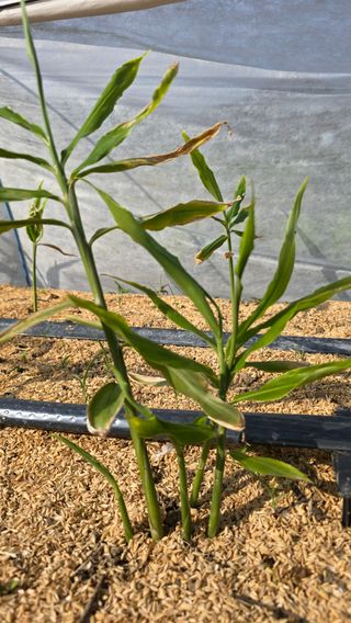 하재은님의 기타작물 · 영농일지 작성글 사진