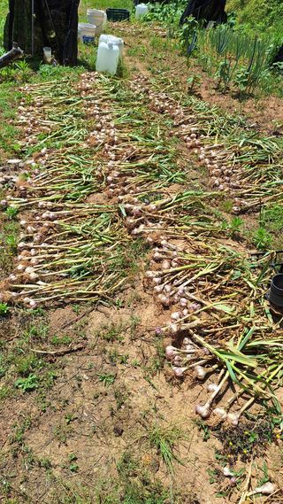 김하동 님의 기타작물 · 영농일지 작성글 사진