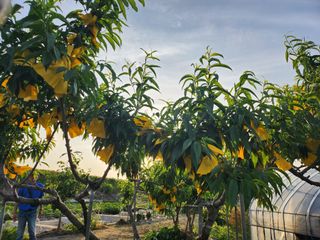 쫀쫀이할머니님의 기타작물 · 영농일지 작성글 사진