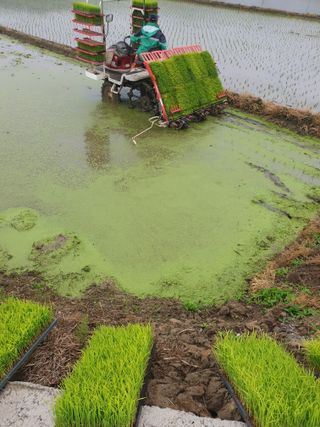 이광미님의 벼 · 영농일지 작성글 사진