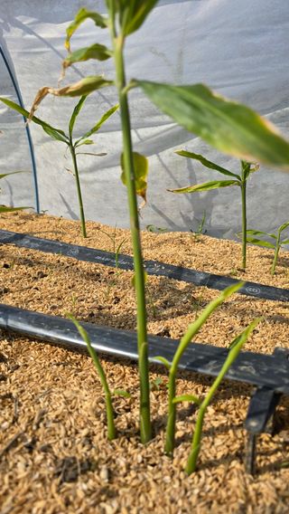 하재은님의 기타작물 · 영농일지 작성글 사진