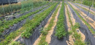 박상중님의 참깨 · 영농일지 작성글 사진