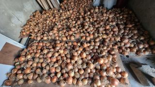 촌사리님의 참깨 · 영농일지 작성글 사진