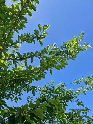 김유식님의 기타작물 · 영농일지 작성글 사진