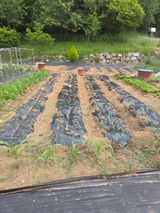 팜모닝 참깨·영농일지 게시글 이미지