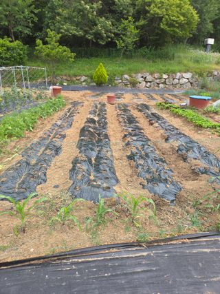 이재욱님의 참깨 · 영농일지 작성글 사진