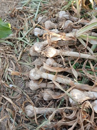 최남옥님의 기타작물 · 영농일지 작성글 사진