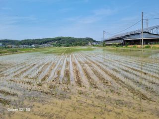 권오정님의 벼 · 영농일지 작성글 사진