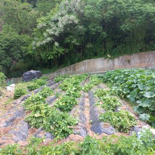 김건우님의 감자 · 영농일지 작성글 사진