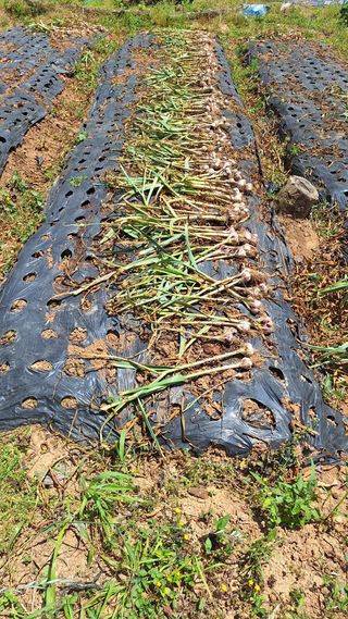 김하동 님의 기타작물 · 영농일지 작성글 사진