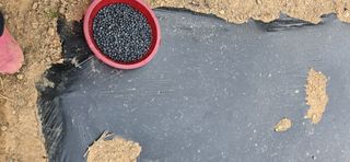 돌복숭아님의 기타작물 · 영농일지 작성글 사진