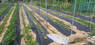 박상중님의 참깨 · 영농일지 작성글 사진