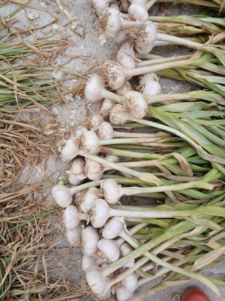 최남옥님의 기타작물 · 영농일지 작성글 사진