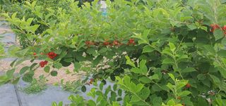 박상중님의 참깨 · 영농일지 작성글 사진