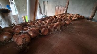 촌사리님의 참깨 · 영농일지 작성글 사진