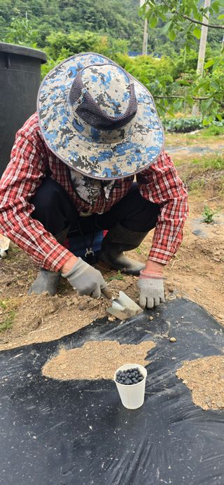 돌복숭아님의 기타작물 · 영농일지 작성글 사진