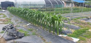 박상중님의 참깨 · 영농일지 작성글 사진