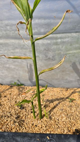 하재은님의 기타작물 · 영농일지 작성글 사진