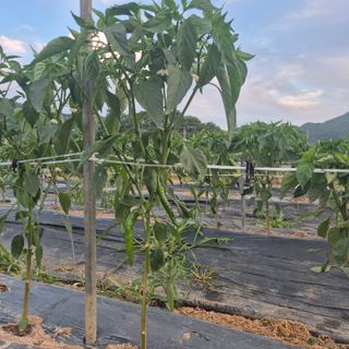 박흠님의 고추 · 영농일지 작성글 사진